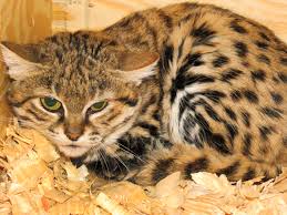 They will flee and take cover at the sad that anyone would keep / sell these as pets …. Announcing Black Footed Cats Fossil Rim Wildlife Center