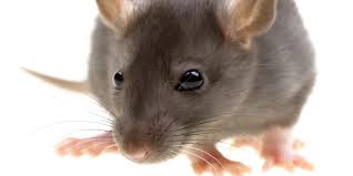 Rats are such a serious pest that it is best to contact professional pest control company such. 5 Ways To Get Rid Of Rats In Your Yard Without Poison