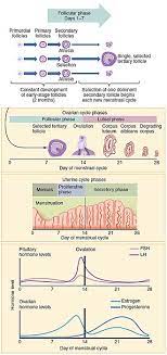 Menstrual Cycle Wikipedia