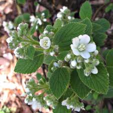 Image result for Cycnium jamesii