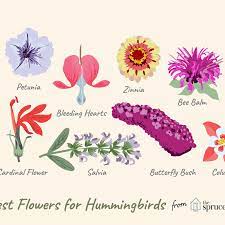 The elegant dahlia zinnia is an annual plant with raised, branched shoots ending in sumptuous, multicolored inflorescences, which reach a height of 60 to 80 cm. 10 Best Flowers For Attracting Hummingbirds
