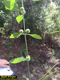 Image result for Hyptis