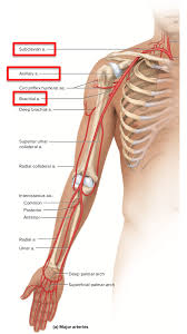 1/2 medial of the anterior border of the clavicle, anterior face of the sternum, external face of. Why Is The Axillary Artery So Important And How Many Muscles Does It Supply In Total Quora