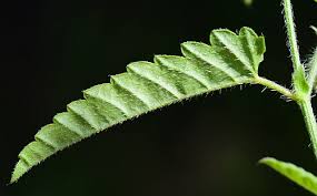 Image result for Tragia brevipes