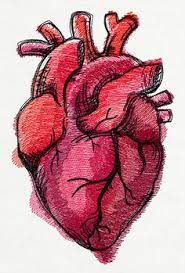 Sciatica sos | simple workout for sciatica pain. 11 Best Human Heart Drawing Ideas Heart Drawing Anatomical Heart Anatomy Art