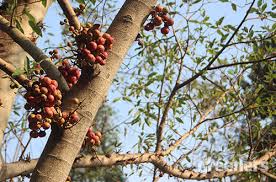Buahnya berwarna kuning dan 3 biji berwarna merah. Ara Pohon Pinggiran Sungai Yang Banyak Manfaat Greeners Co