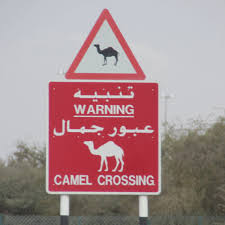 After all, the wise camel knows that the next pit stop will be a long, dry walk away. Marina Bruce On Twitter 586 Of 1001 Sometimes Camel Racetracks Are On The Other Side Of The Road From Camel Farms Racing Camels Can Be Worth A Lot Of Cash Hence This