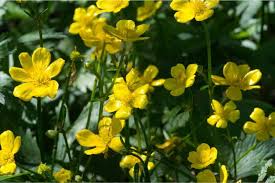 We did not find results for: Buttercup Ranunculus Flower Types How To Grow And Care Florgeous