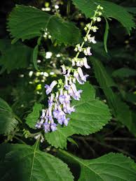 Image result for Isodon ramosissimus