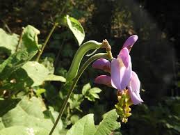 Image result for Canavalia africana