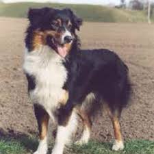 Black Australian Shepherd Puppy Black Tri Australian Shepherd Shepherd Dog Breeds Aussie Dogs Black Tri Australian Shepherd