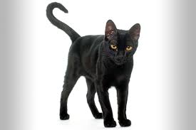 Increased pulse strangely enough, when your cuddly buddy is nearing the end of the final stage of her life, her pulse will become rapid. End Stage Feline Kidney Disease Lovetoknow
