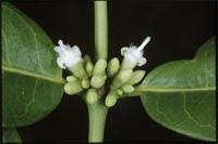 Image result for Polysphaeria