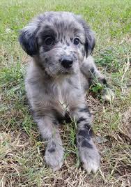 Golden Retriever And Australian Sheppard Mix I Jus Got Aww In 2020 Pretty Dogs Golden Retriever Cute Dogs