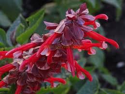 Image result for Xerophyta suaveolens