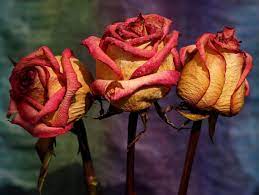 To keep the liquid in, you can plug the stem with a small piece of i bought a large bunch of flowers from the florist a couple of days ago, and they had dropped many stamens the next day. The Best Ways To Preserve Your Flowers