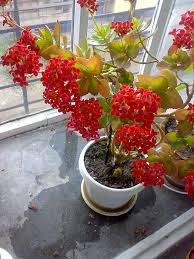 Image result for Kalanchoe hametiorum