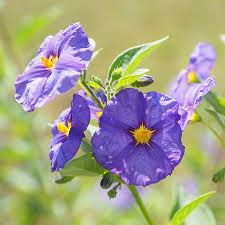 Image result for Solanum