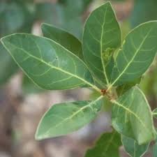 Image result for Lauraceae