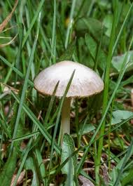 Image result for Conocybe lactea