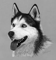 Pencil Drawing Siberian Husky By Jasminasusak Husky Drawing Colored Pencil Artwork Realistic Drawings