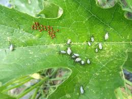 Check spelling or type a new query. Vegetable Squash Bug Umass Center For Agriculture Food And The Environment