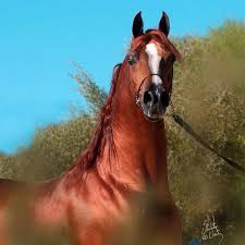 We did not find results for: Enzo Padrons Psyche X Rd Bey Shahmpane A 1999 Arabian Stallion That Holds The Prestigious Title Of U S Nati Beautiful Arabian Horses Horses Beautiful Horses