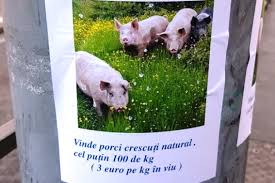 Proprietar agentie bancă dezvoltator agenție 0% comision. Romanii La Roma Cei Mai Buni CumpÄrÄtori De Porci Vii In Preajma SÄrbÄtorilor AnunÈuri In Limba RomanÄ La Termini Gazeta RomaneascÄ Italia