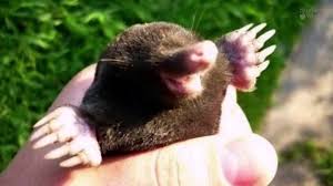 The skunk presses its nose to the soil and digs with its long, front claws. The Eastern Mole Youtube