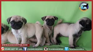 Satilik Pug Yavrulari Sakarya Kanka Kopek