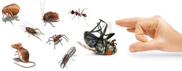 Best natural pest control option: Pest Control Melbourne Mind42 Free Online Mind Mapping Software
