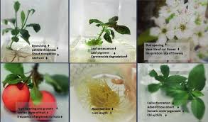 Image result for Schizozygia coffaeoides