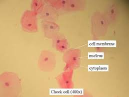 The systems work together to produce a magnified image of the specimen under examination. Plant Animal Cells Staining Lab Answers Schoolworkhelper