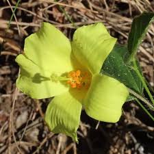 Image result for Hibiscus aethiopicus