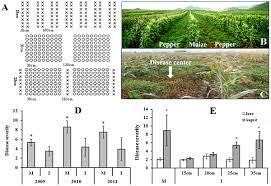 Plos One Plant Plant Microbe Mechanisms Involved In Soil Borne Disease Suppression On A Maize And Pepper Intercropping System