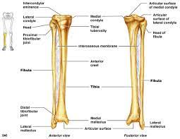License image the bones of the leg are the femur, tibia, fibula and patella. Why Do We Have The Tibia And Fibula A 2nd Bone In The Lower Leg Biology Stack Exchange