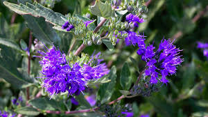 Image result for Caryopteris odorata