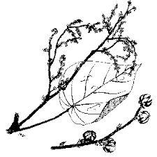 Image result for Neoboutonia