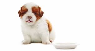 They are full of fibers, which can regulate the gi tract. Feeding A Shih Tzu Puppy How Best To Care For Your New Pup