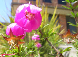 Image result for Cunoniaceae