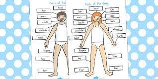 Explore the anatomy systems of the human body! Free Parts Of The Body Labelled Diagram Teacher Made