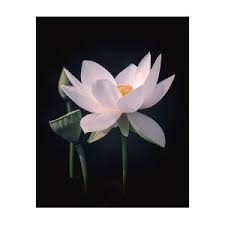 Maybe you would like to learn more about one of these? White Lotus Flower Photograph By Julie Palencia