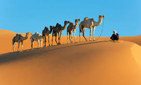 Dreamstime is the world`s largest stock photography community. Desert Camel Wallpapers Top Free Desert Camel Backgrounds Wallpaperaccess