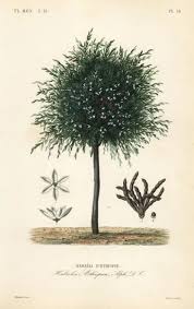 Image result for Xylopia aethiopica