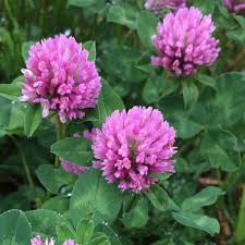 Image result for Trifolium masaiense