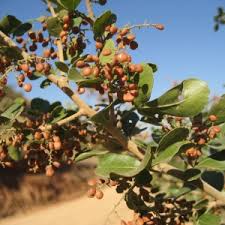 Image result for Searsia rehmanniana