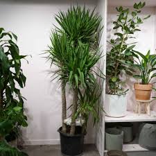 Image result for yucca gigantea en casa