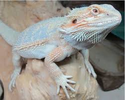 Baby Black Bearded Dragon For Sale I Love This Guy Beautiful Hypo Pastel Bearded Dragon Baby Bearded Dragon Bearded Dragon Funny Bearded Dragon