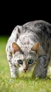 Chat Aux Yeux Bleus Jeux Pour Chat Chat Noir Et Ladybug Chat Trop Mignon