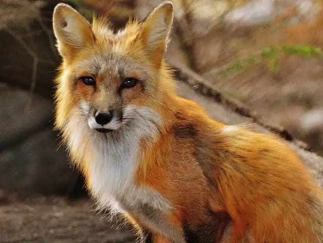Australia, in the late 1800s, introduced foxes for a hunting hobby, and scientists are still tracking the damage more than a century later